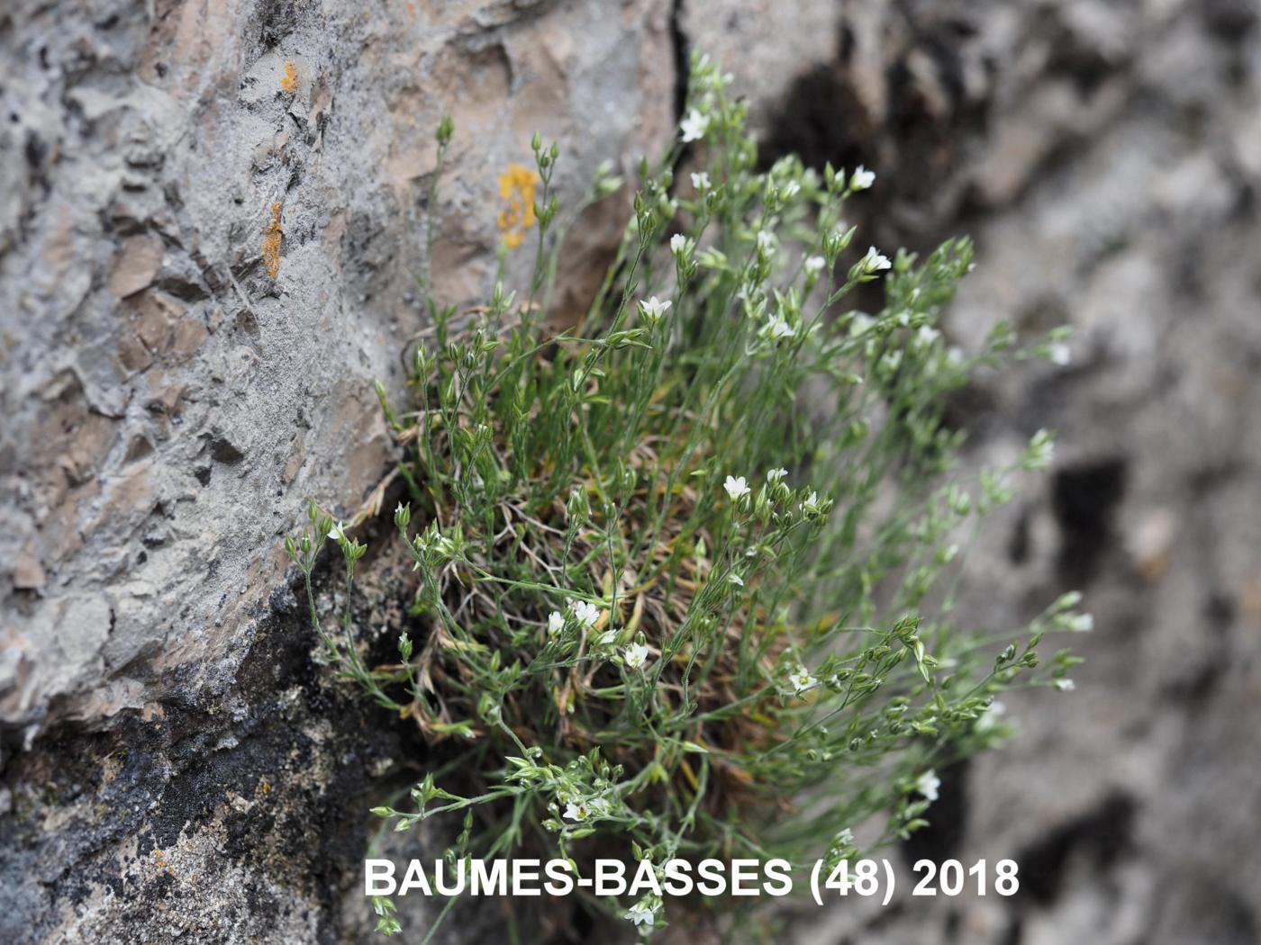 Sandwort, Lozerien plant